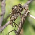 Dysmachus trigonus (Fan-bristled Robberfly).jpg
